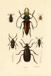 Langhoornkevers