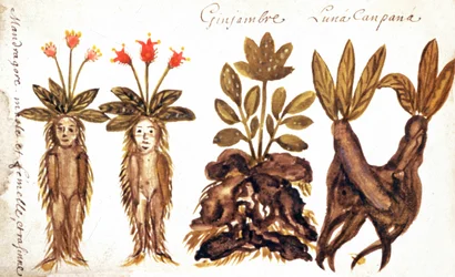 Mandragora, gember, Luna Campana