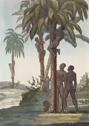 Mannen die bomen beklimmen voor sheaboter, Senegal