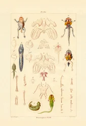 Metamorfose