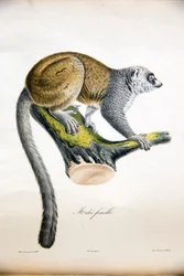 Mangoestmaki, uit Histoire Naturelle des Mammifères, met originele figuren, door Étienne Geoffroy Saint-Hilaire & Frédéric Cuvier, 1824-42