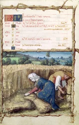 Ms 438 De maand juli: Maaien en oogsten van tarwe, uit een getijdenboek, 1490