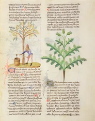 Ms. De Diversis Herbis door Dioscorides, fol.165r Terpentijn Tappen