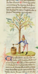 Ms Est 28 M.5.9 fol.165r Het verzamelen van terpentijn, uit Grand Herbier door Pedanius Dioscorides (c.40-90 n.Chr.)