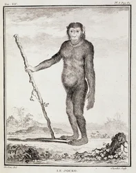 Natuurhistorische plaat: De jocko - in 