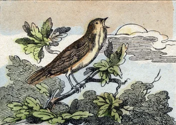 Nachtegaal. Gravure in "Buffon Alphabet des Oiseaux n 1". 3e Serie N 1. Imaging of Epinal, Epinal, eind 19e eeuw. 16 pagina