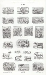 Pagina uit Vignettes Typographiques