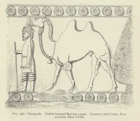 Persepolis, dubbelbultige Bactrische kameel