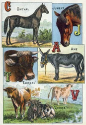Plaat 1: Paard, Merrie, Stier, Ezel, Koeien. Gravure in "Syllabary alphabet of domestic animals and farmyard". Serie A. Pellerin et Cie, drukkers-uitgevers, Epinal, eind 19e eeuw. Chromolithografieën