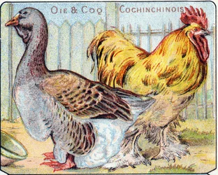 Plaat 2: Gans en Cochinese haan. Gravure in "Syllabary alfabet van vogels en reptielen". Serie A. Pellerin et Cie, drukker-uitgevers, Epinal, eind 19e eeuw.