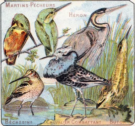 Plaat 3: IJsvogel, Reiger, Watersnip, Vechtende Ridder, Roerdomp. Gravure in "Syllabary alphabet of birds and reptiles". Serie A. Pellerin et Cie, drukkers-uitgevers, Epinal, eind 19e eeuw. Chromolithografieën.
