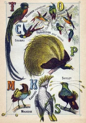 Plaat 3: Glanzende kern, Vliegende vogels, Kolibrie, Smaragdparadijs, Kakatoes, Fluit, Maucode. Gravure in "Syllabisch alfabet van vogels". Serie A. Pellerin et Cie, drukkers-uitgevers, Epinal, eind 19e eeuw. Chromolithografieën. Klein 8-pagina reclamealbu