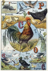 Plaat 3: parelhoenders, duiven, kuikens, hen, haan, pauw, zwanen, ganzen, eenden. Gravure in „Lettergreepalfabet van huisdieren en neerhofdieren“. Serie A. Pellerin et Cie, drukkers-uitgevers, Épinal, eind 19e eeuw. Chromolithografieën. Afmetingen: 19.5