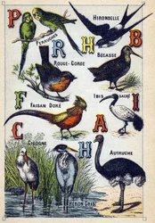 Plaat 4: Parkieten, Zwaluw, Roodborstje, Beuk, Dore Fazant, Heilige Ibis, Ooievaar, Struisvogel, Grijze Reiger. Gravure in "Syllabisch alfabet van vogels". Serie A. Pellerin et Cie, drukkers-uitgevers, Epinal, eind 19e eeuw. Chromolithografieën. Klein 8-pa