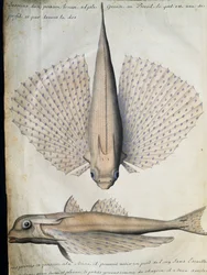 Profiel en achterkant van gevleugelde vis, Groot Eiland, Brazilië, aquarel uit logboek van Jacques Gouin de Beauchesne, kapitein van Compagnie royale de la Mer du Sud, van 1698 tot 1701, Frankrijk