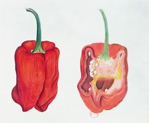Rode Peper, botanische plaat