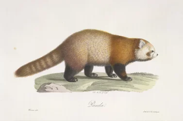 Rode panda. Ailurus fulgens, uit Histoire Naturelle des Mammifères