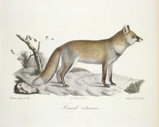 Gewone vos, uit Histoire Naturelle des Mammifères (kleur litho)