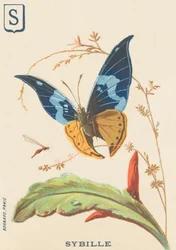 Sybille
