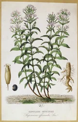 Saponaria officinalis, 19e eeuw