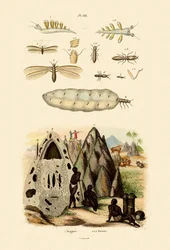 Zeenaaktslak