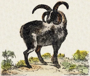 Schaap. Gravure in "Alphabet des animaux sauvages". 9e Serie. Beeld van Epinal, Pellerin, drukker-uitgever, circa 1870. Gravures op hout, gestencild. 16 pagina