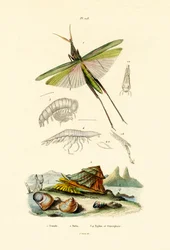 Schuin gezicht sprinkhaan, 1833-39