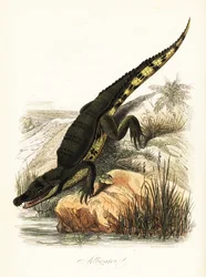 Brilkaaiman, Caiman crocodilus