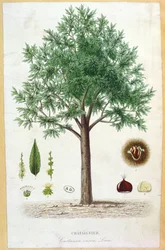 Tamme kastanjeboom