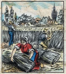 Textiel, vlas: landbouw. Verzamelt linnen dat in een bundel wordt samengevoegd om te drogen. Gravure. Epinal afbeelding eind 19e eeuw.