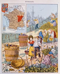 De druivenoogst in Bourgondië, illustratie uit een schoolboek, c.1910