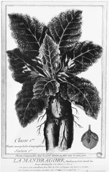De Mandragora