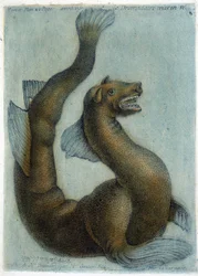 De maritieme kameel. Illustratie door M. Toussaint (1756) in 