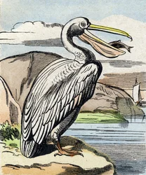 De pelikaan. Gravure in "Buffon Alphabet des Oiseaux n 1". 3e Serie N 1. Imaging of Epinal, Epinal, eind 19e eeuw. 16 pagina