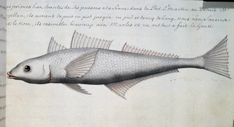 Onbekende vis, Straat van Magellan, aquarel uit logboek door Jacques Gouin de Beauchesne (1652-1730), kapitein van Compagnie royale de la Mer du Sud, van 1698 tot 1701, Frankrijk