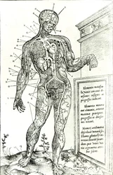 Vasculair systeem volgens Charles Etienne, uit De dissectione partium corporis humani libri tres, 1545