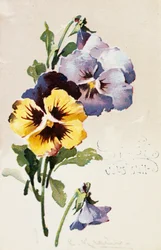 Vintage Franse ansichtkaart met bloemversieringen