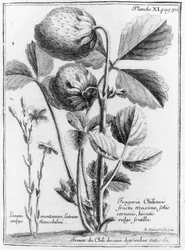 Westkust Pijnboom Aardbei, uit Verhaal van de reis naar de zuidelijke zeeën aan de kusten van Chili en Peru 1712-16 door A.F. Frezier, gepubliceerd 1716