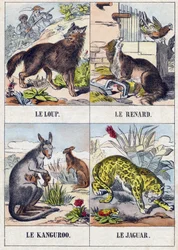 Wolf; Vos; Kangoeroe; Jaguar. Gravure in "Buffon Alphabet des Animaux". 3e Serie N 1. Imaging of Epinal, Epinal, eind 19e eeuw. 16 pagina