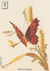 Ypthime (Apatura ilia of Kleinere mars veranderend)