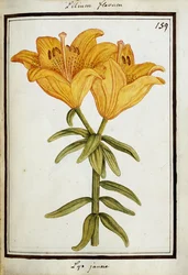 Gele lelie, ca. 1700
