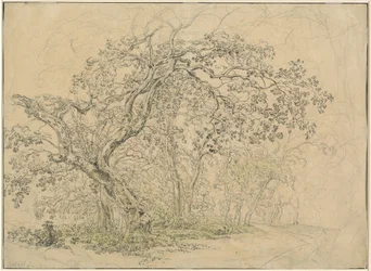 Boomgaard [verso]