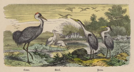 Kraanvogel, Ooievaar, Reiger