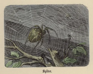 Spin