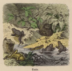 Padden