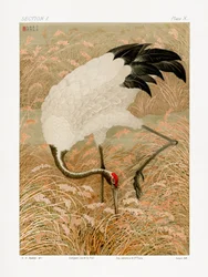 Saruskraanvogel in een rijstveld