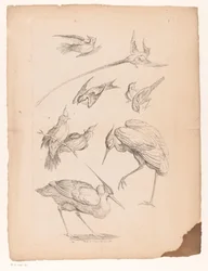 Negen Chinese vogels, waaronder een reiger en mogelijk paradijsvogels, Verschillende Chinese vogels, Livre des differentes espèces d