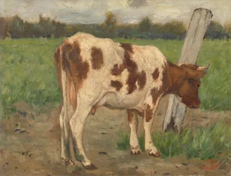 Koe