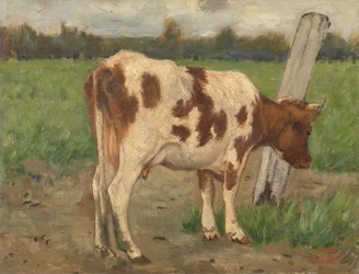 Koe