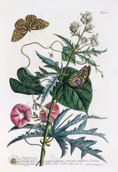 1. Abutilon, 2. Convolvulus, ca. 1748 handgekleurde gravure